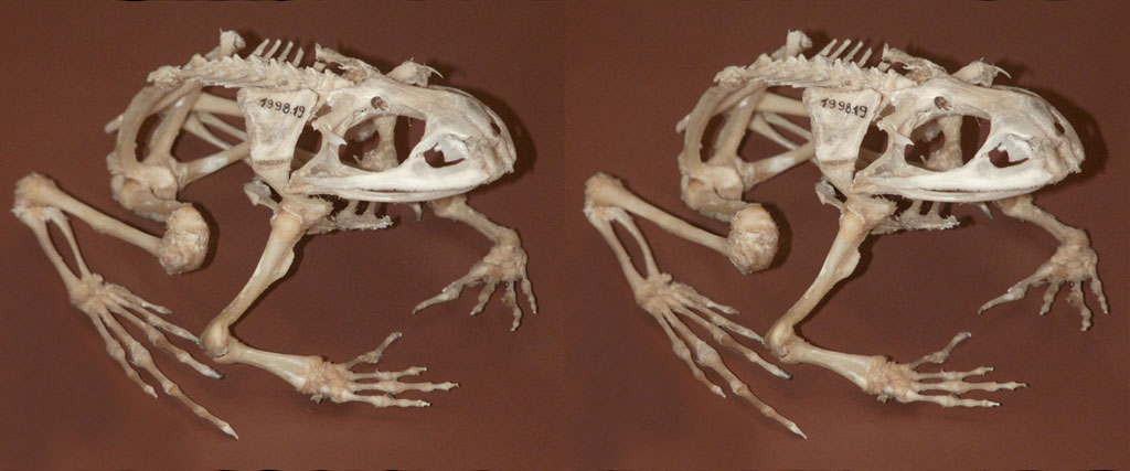 skeletonfrog