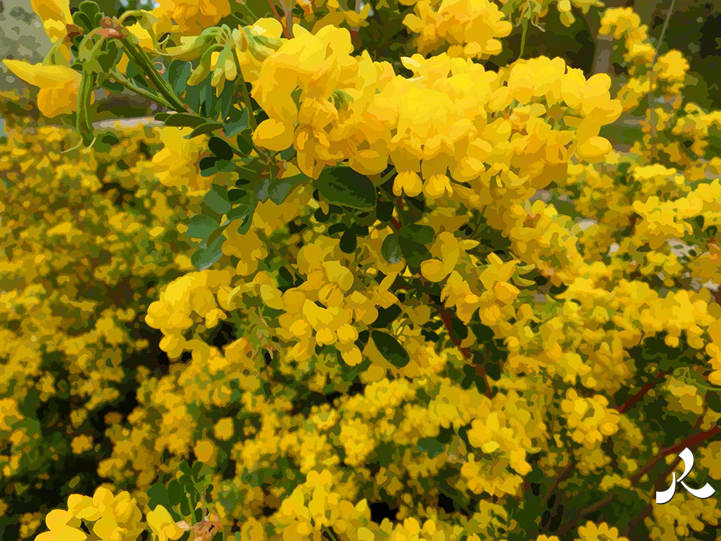 des fleurs jaunes par milliers