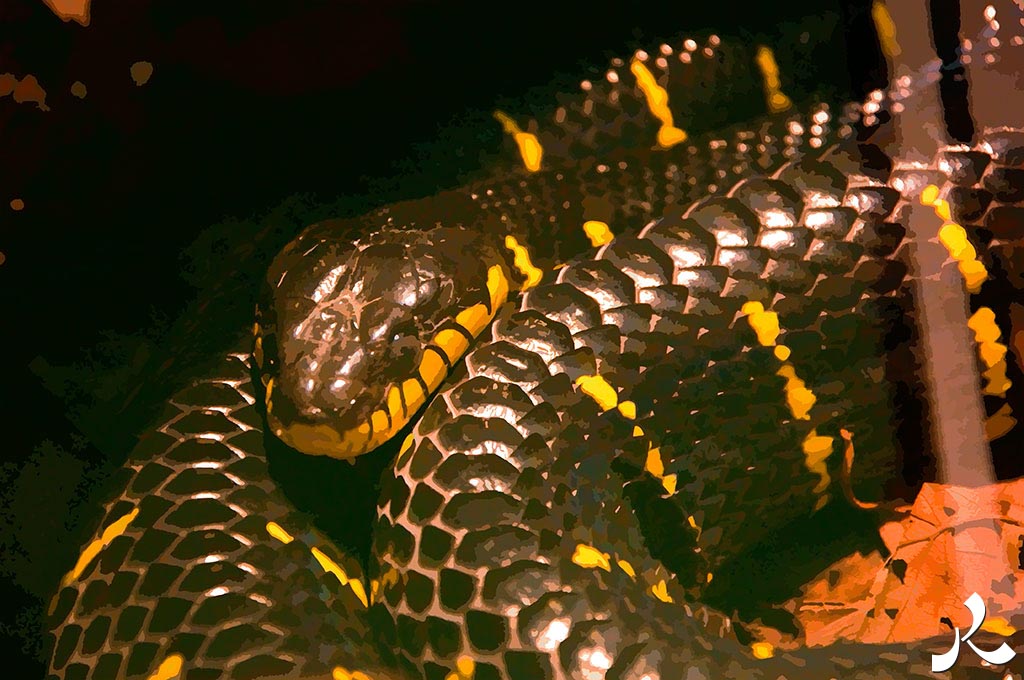 serpent noir