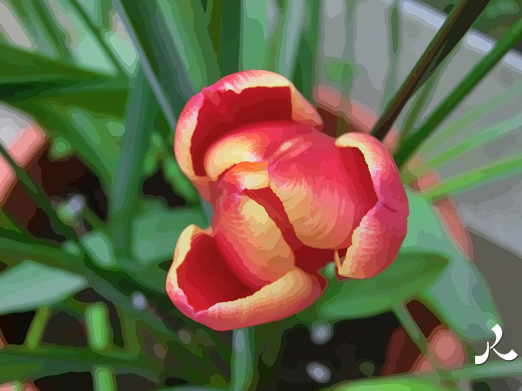 une tulipe de plus