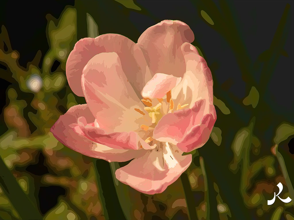 une tulipe rose