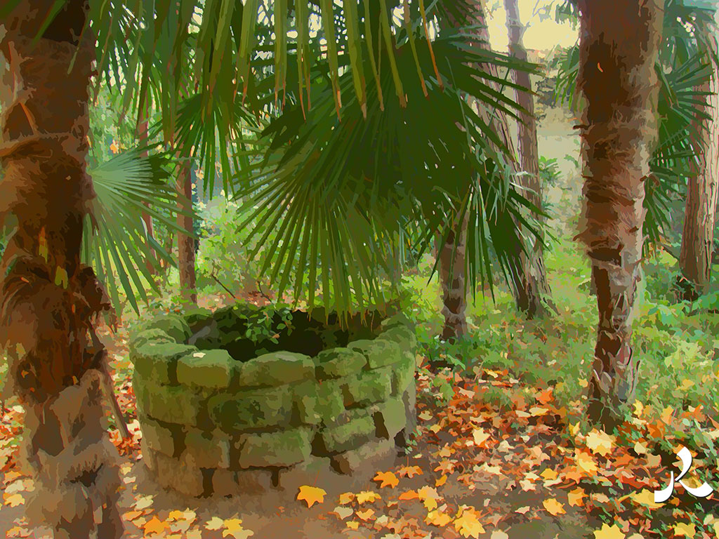 un puits sous les palmiers