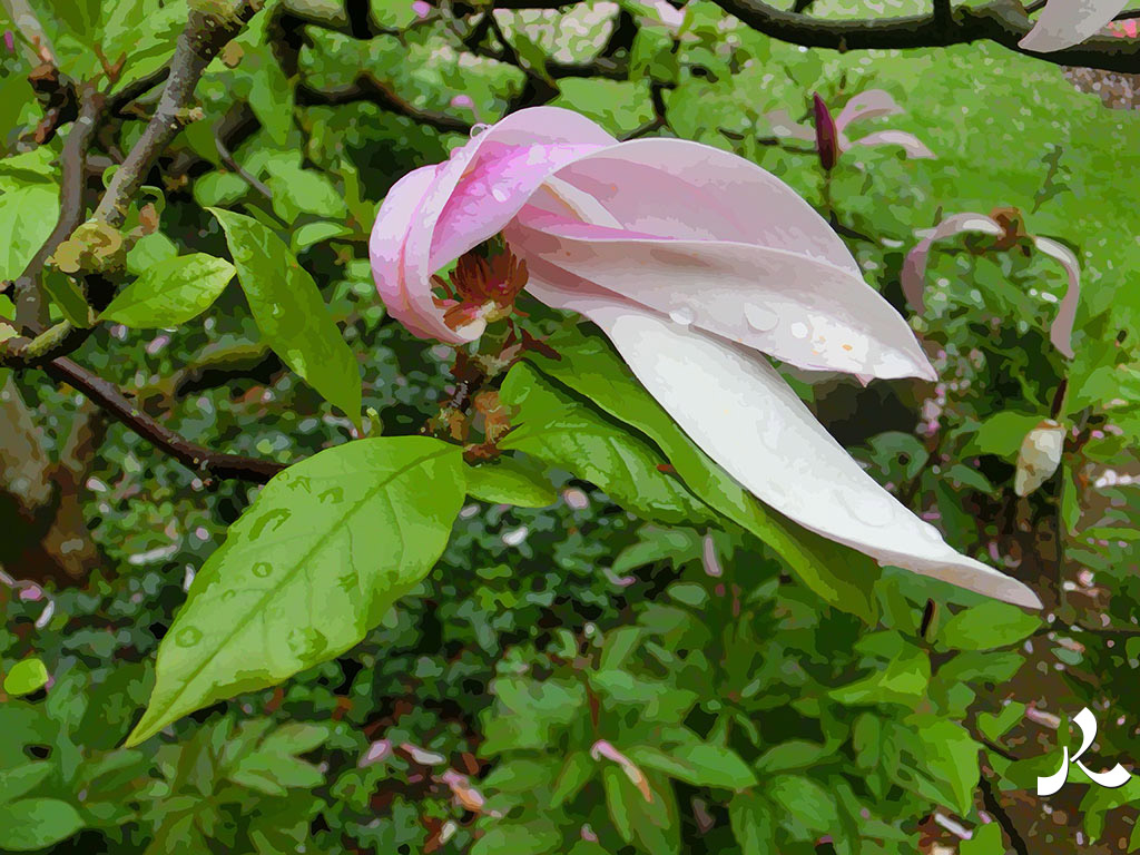 magnolia de Maulévrier