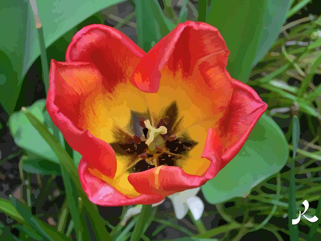 une autre belle tulipe