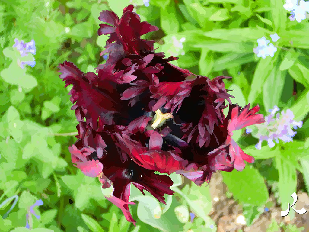 tulipe noire déchirée