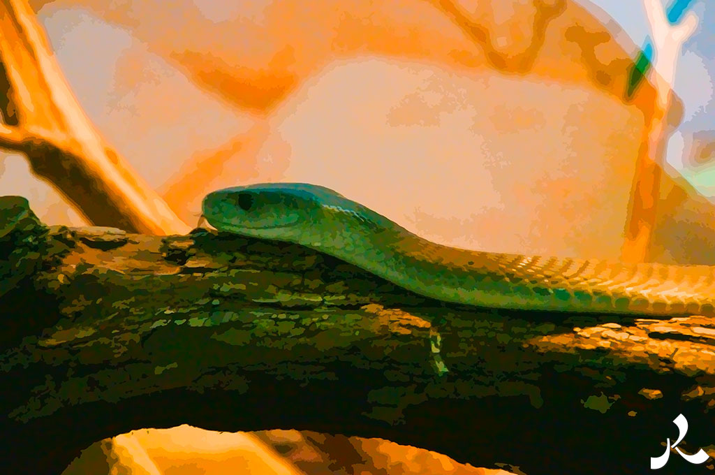 un beau serpent vert