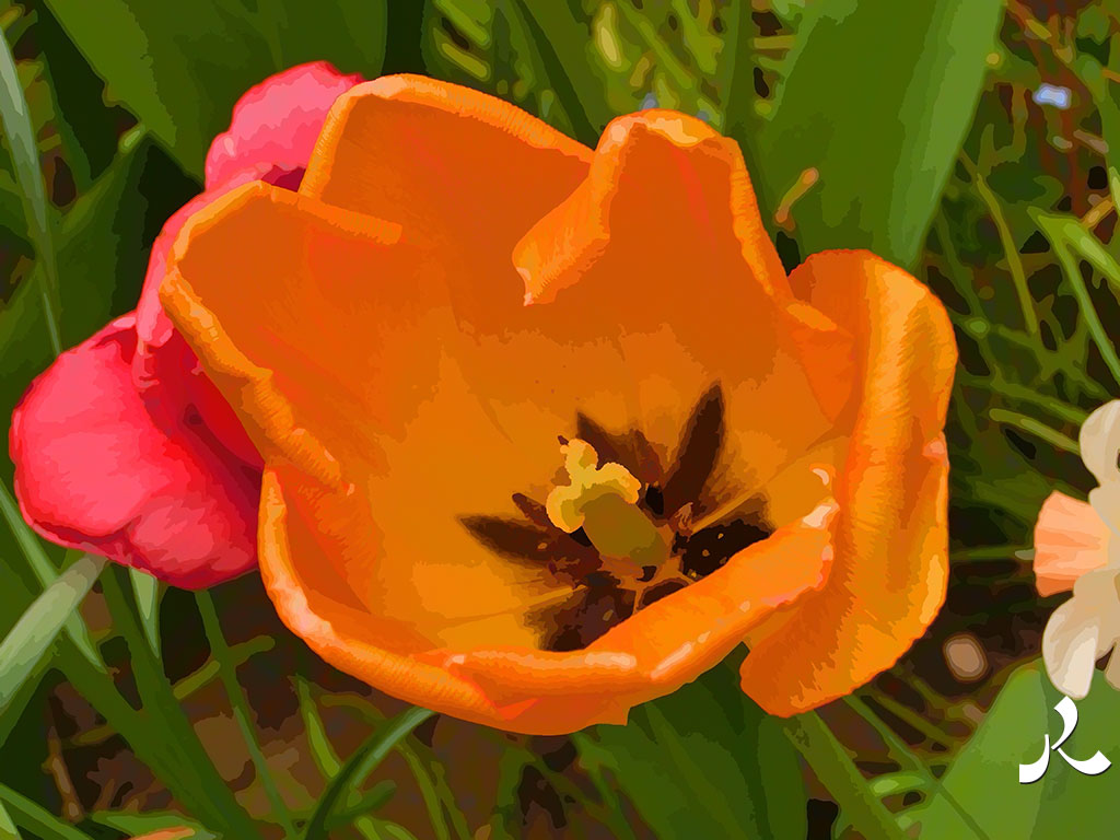 encore une autre tulipe