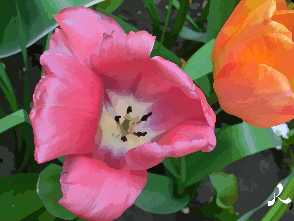 j'aime les tulipes