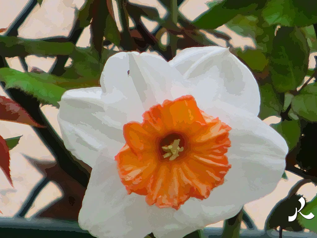 fleur blanche et orange