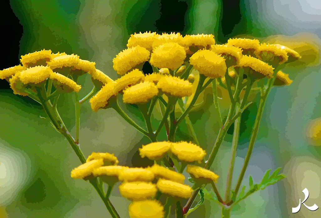 des fleurs jaunes multiples