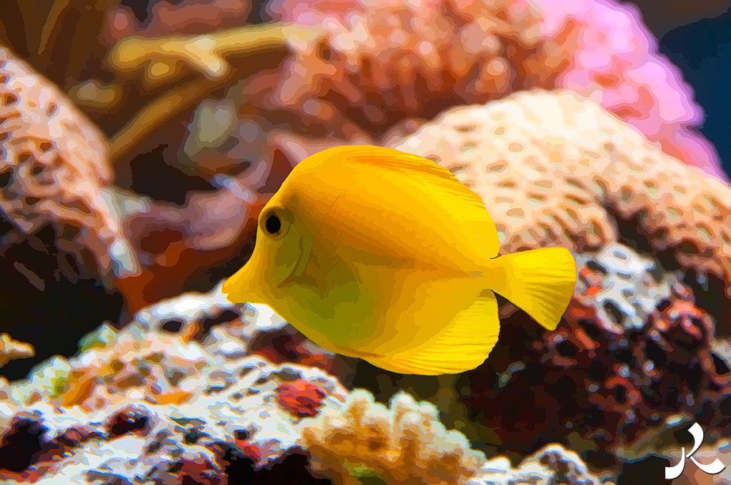 un beau poisson jaune