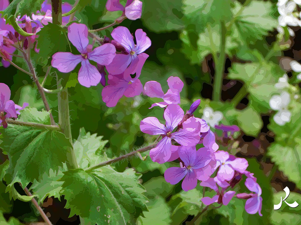 fleurs violettes à 5 pétales