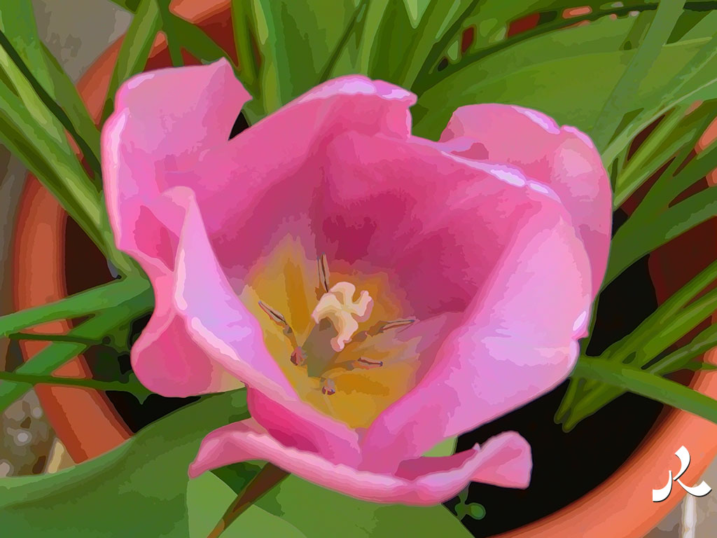 une tulipe jolie