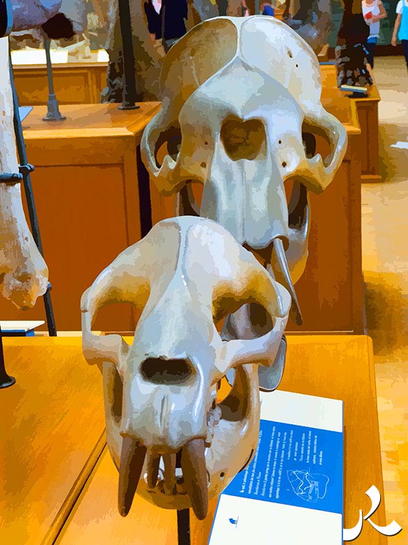 deux crânes au Muséum