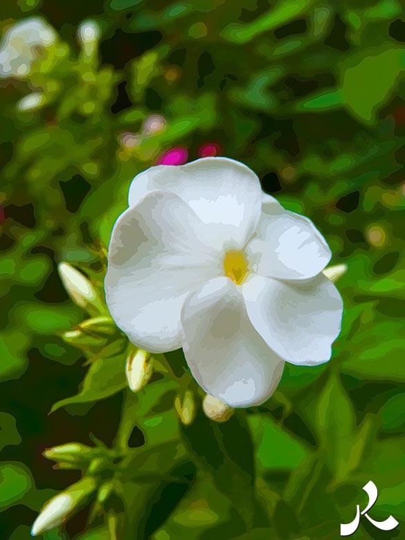 une fleur blanche