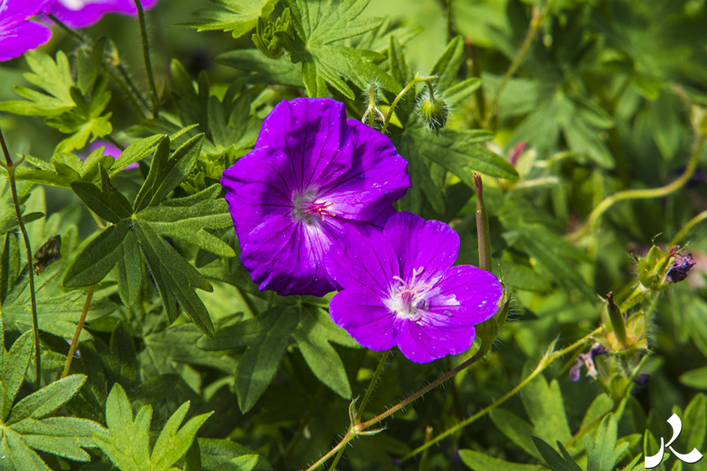 acrostiche sur ASSEZ 2