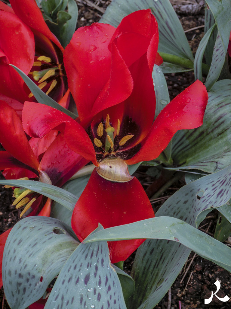 acrostiche sur TROP 3