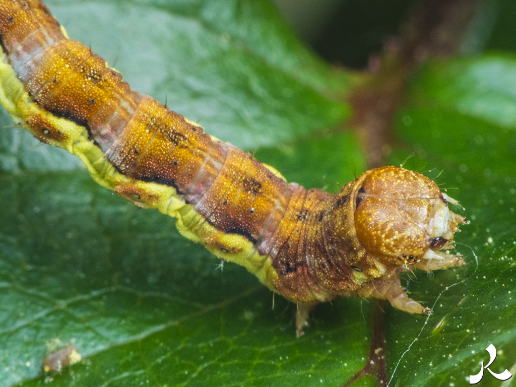 acrostiche sur TROP 1