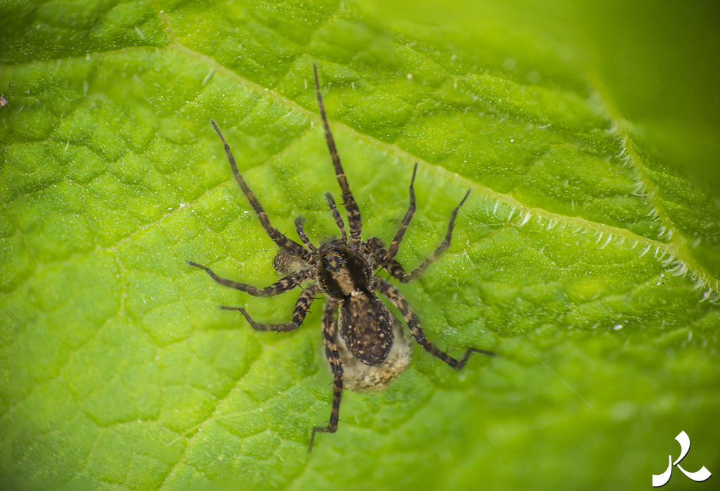 acrostiche sur ASSEZ 1