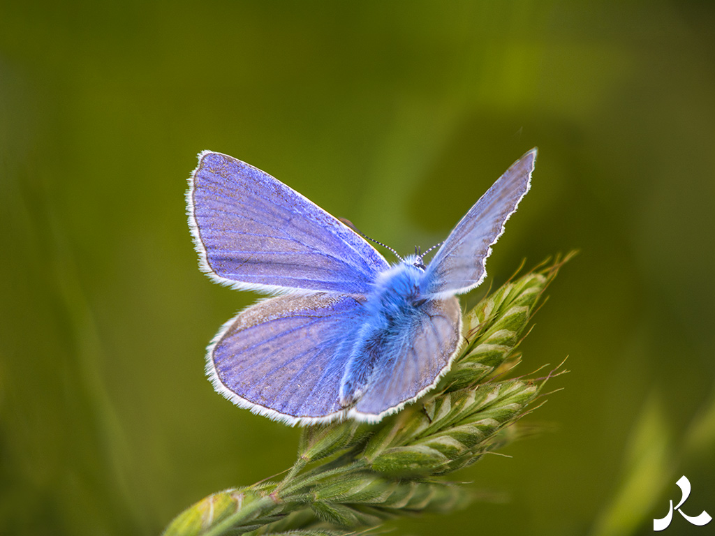 acrostiche sur PORTE 1
