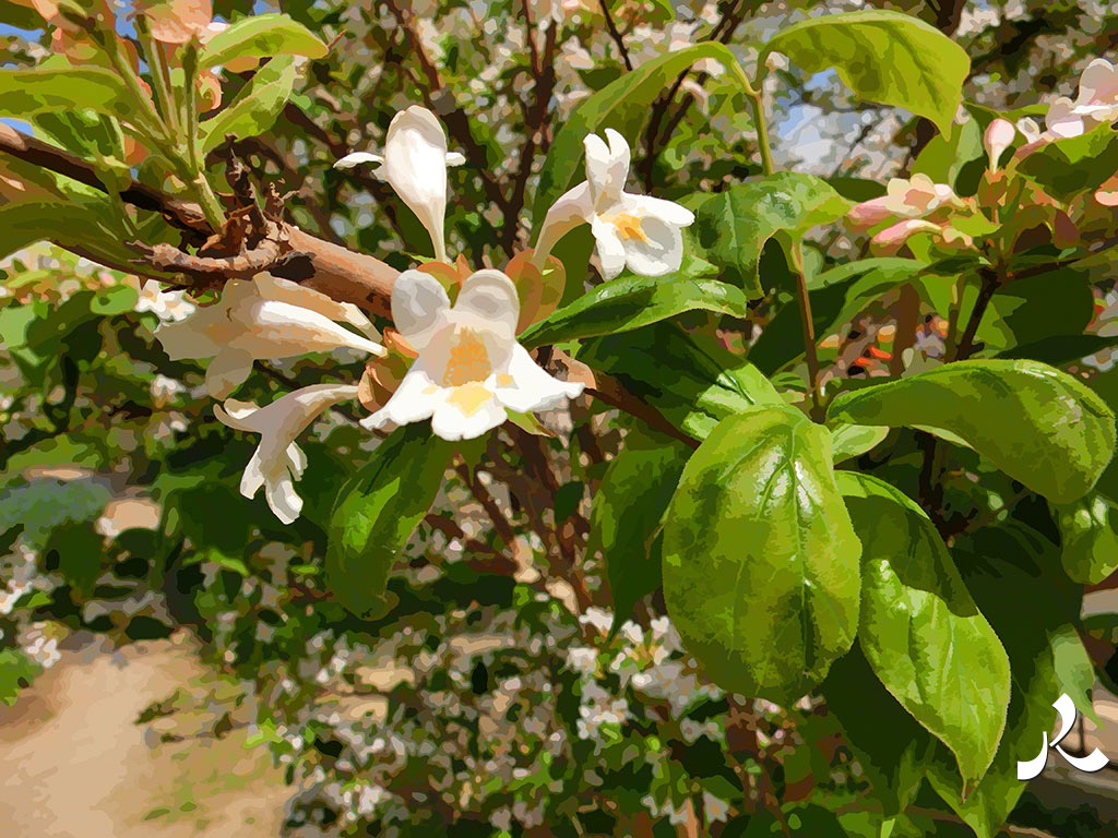 fleurs blanches en arbre