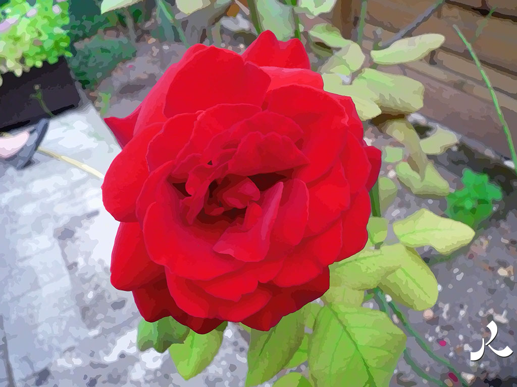 une belle rose rouge