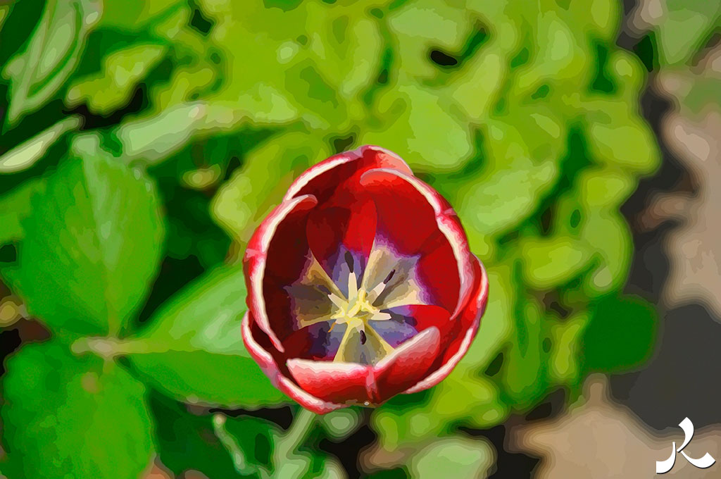 une tulipe rouge