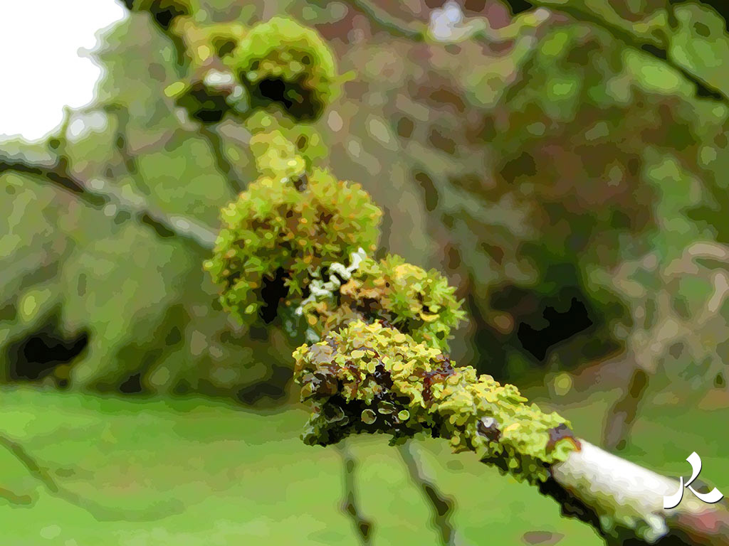 une branche et du lichen