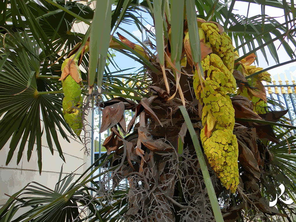 l'étrange fruit du palmier