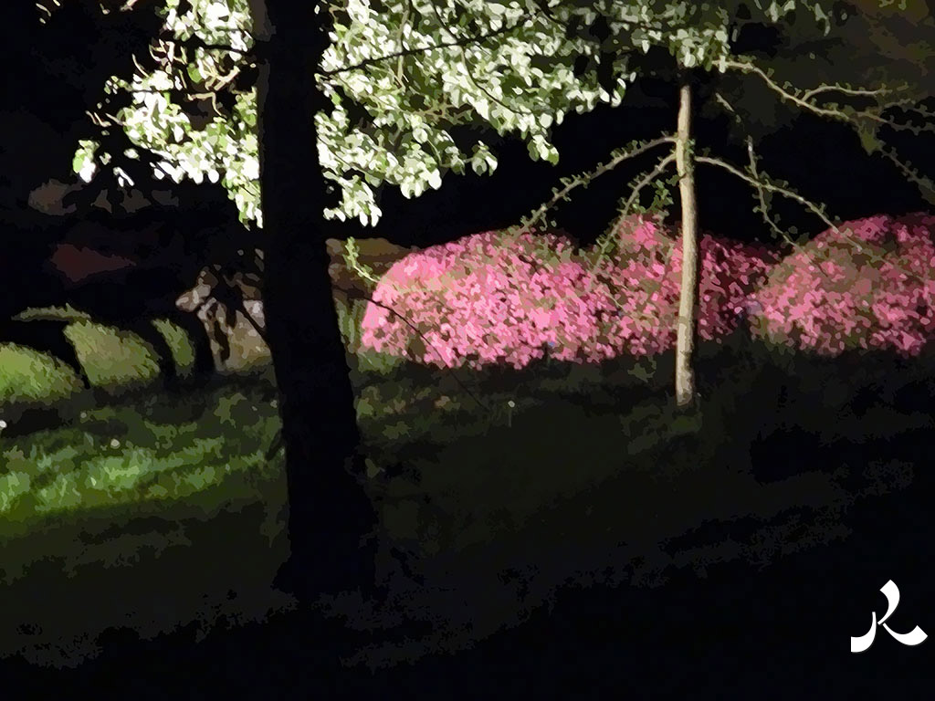arbres en boules roses la nuit à Maulévrier