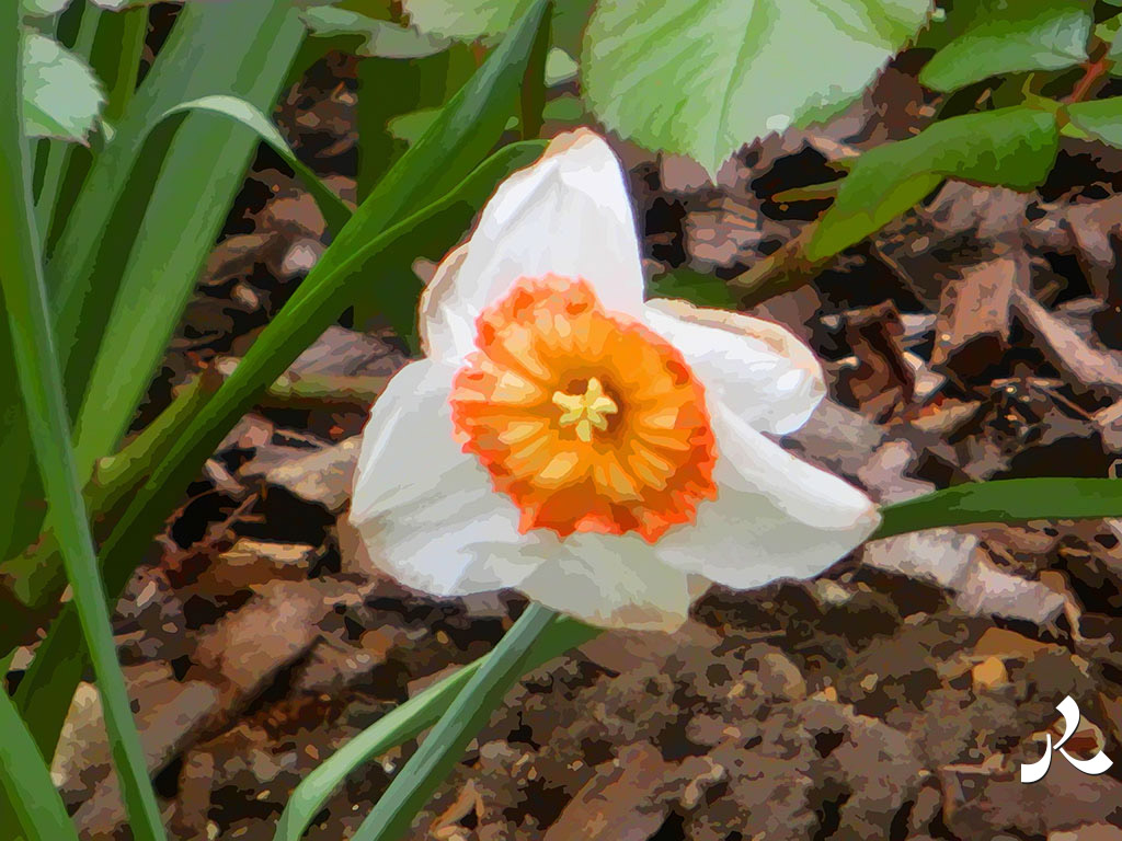 une belle fleur orange et blanche