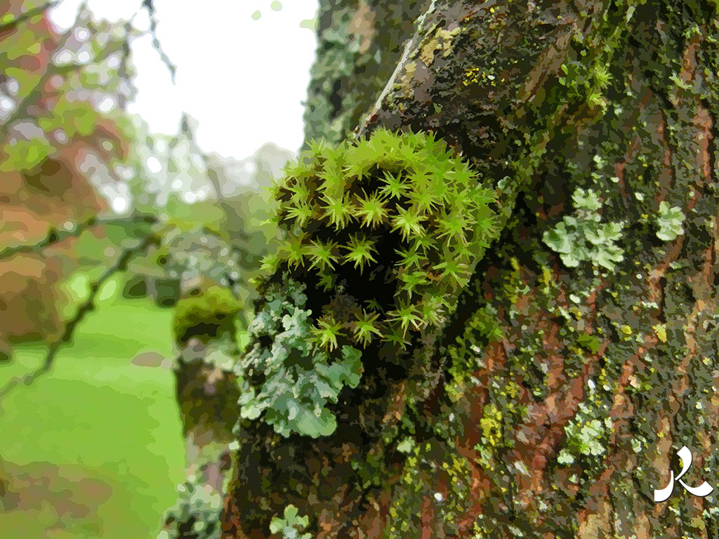 mousse et lichen sur un tronc d'arbre