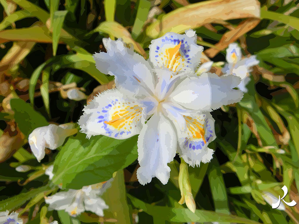 iris japonais