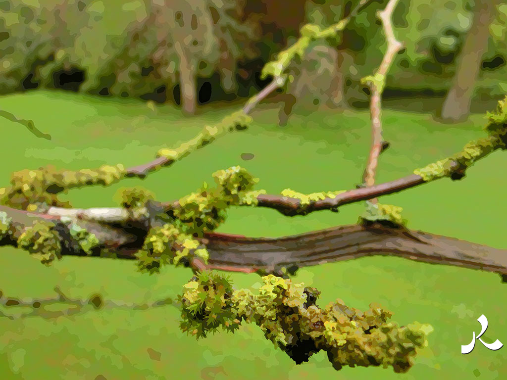 une branche avec du beau lichen