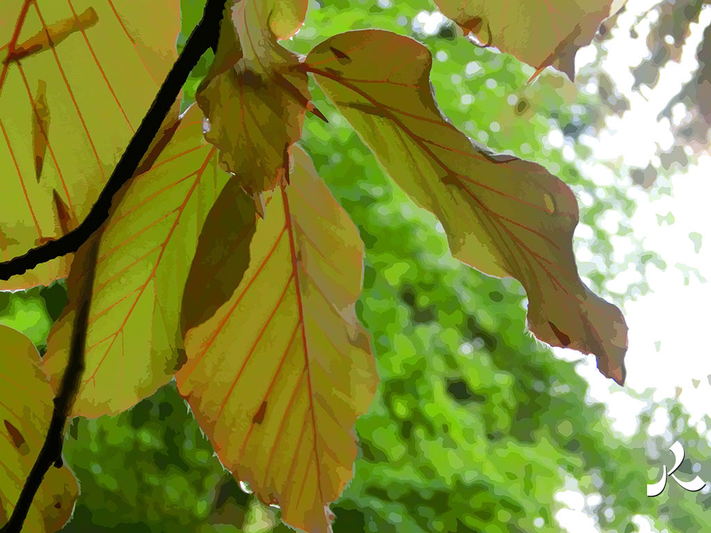 des feuilles mouillées dans l'arbre