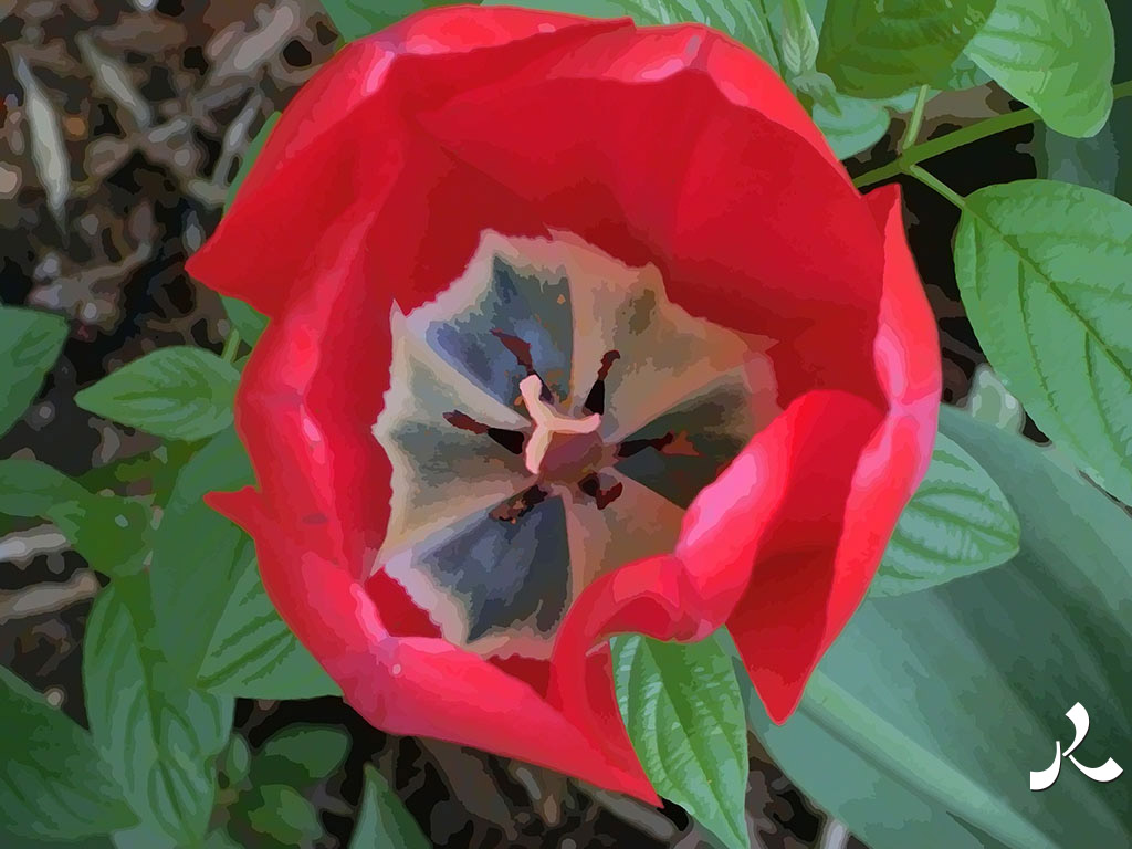 dans la tulipe rouge