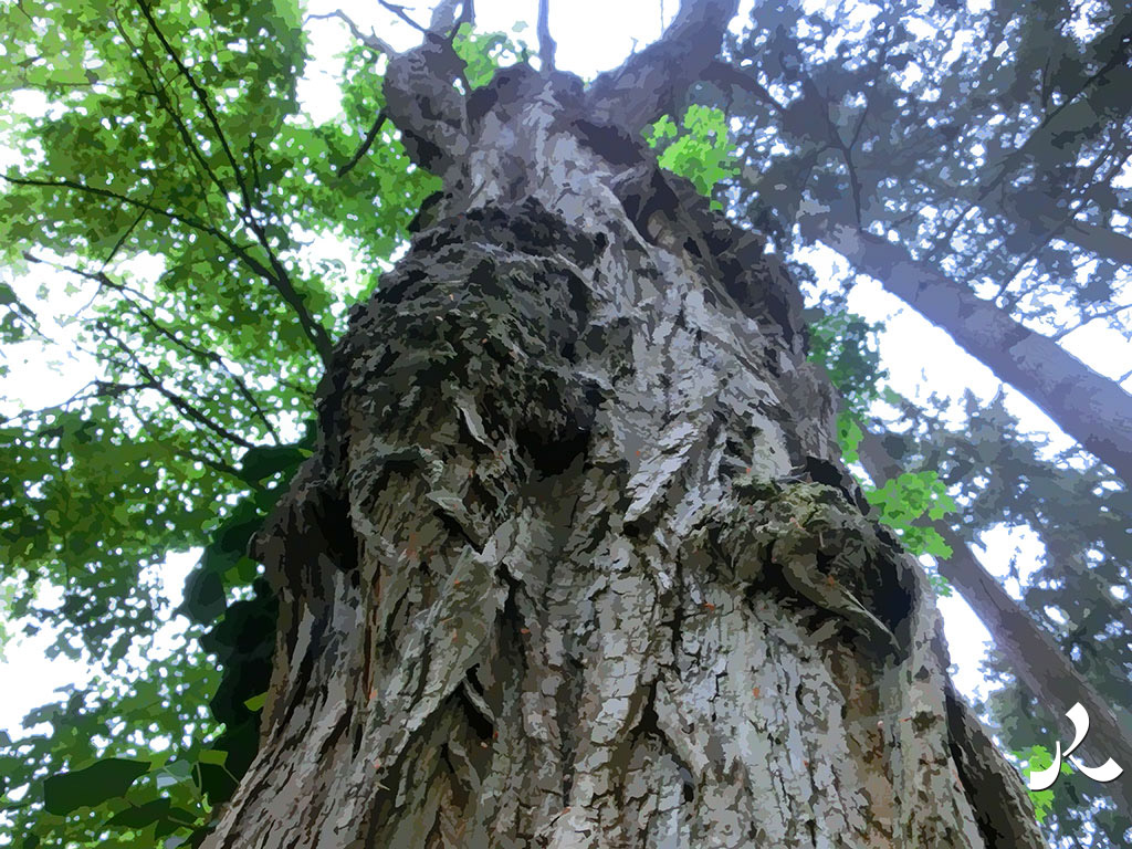 un arbre au tronc torturé