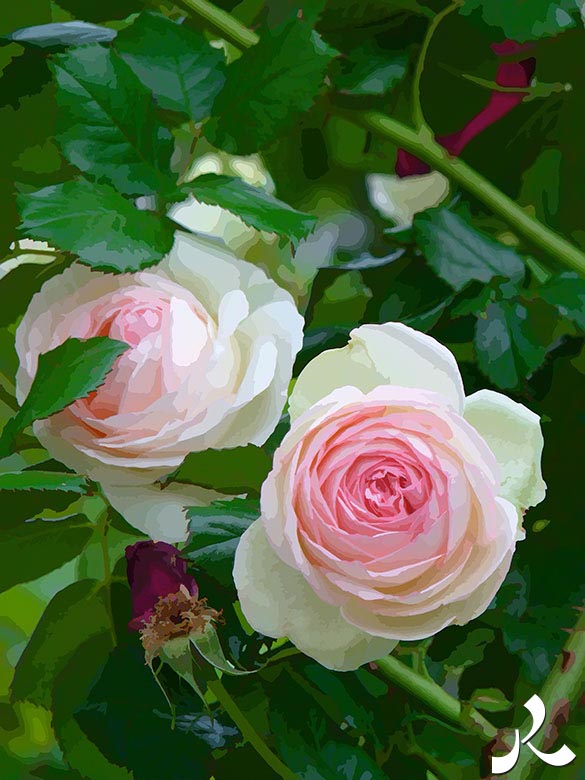 deux roses blanches à cœur rose