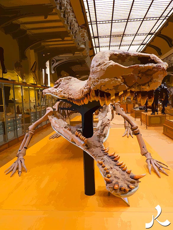 vieux crocodile du museum