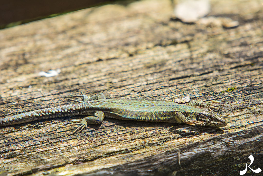 Des images et des maux…
