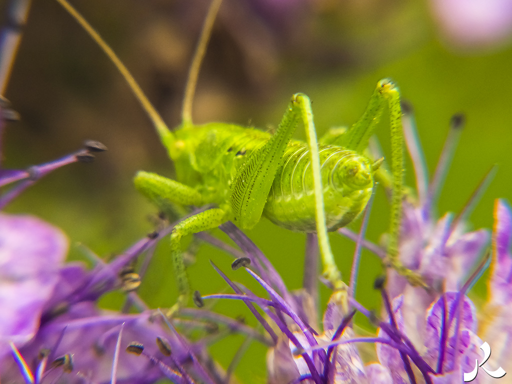 Des images et des maux…