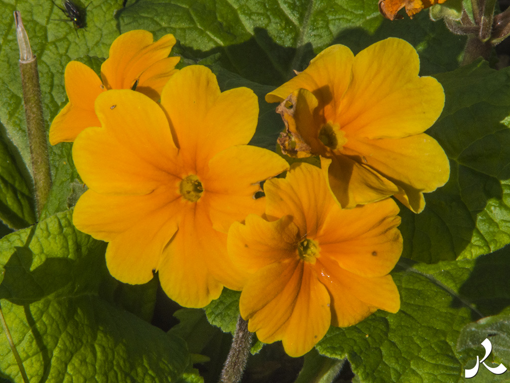 Des images et des maux…