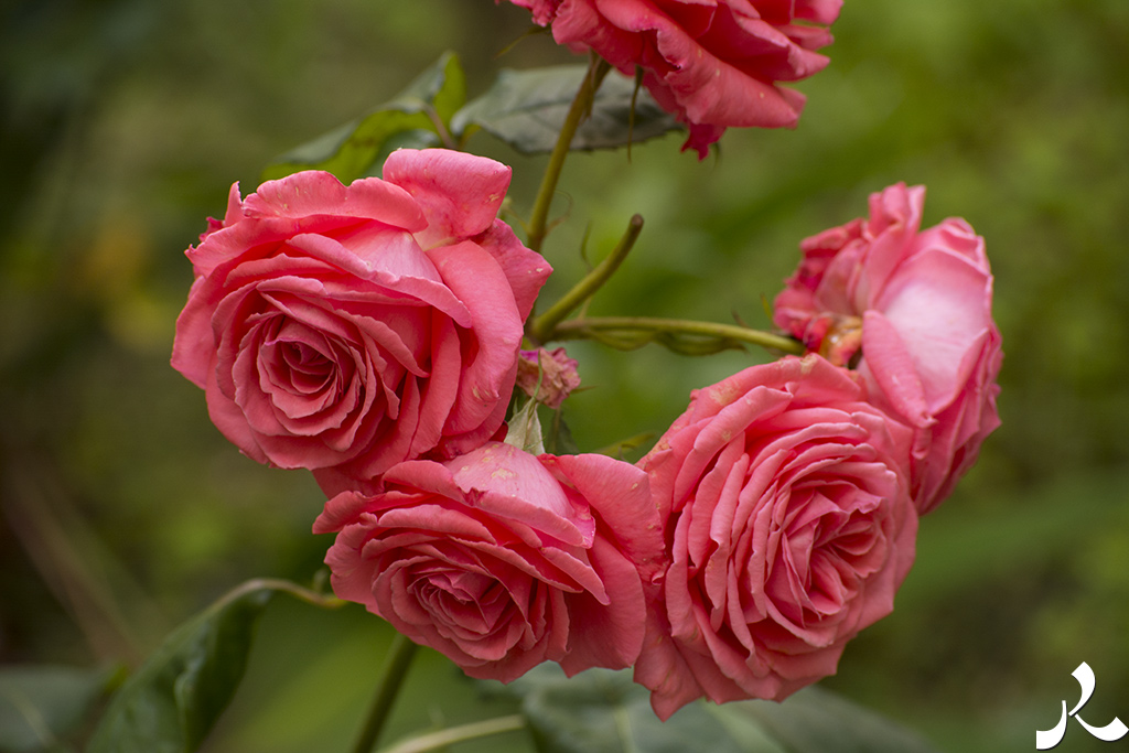 Courrire = courir + rire