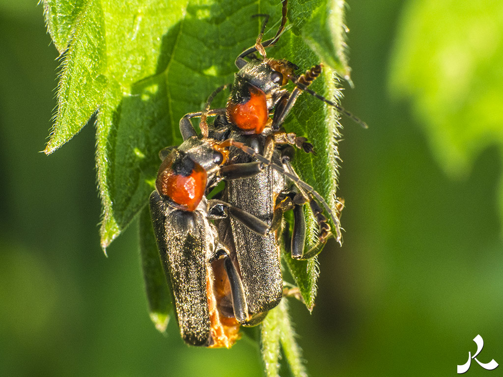 Des images et des maux…