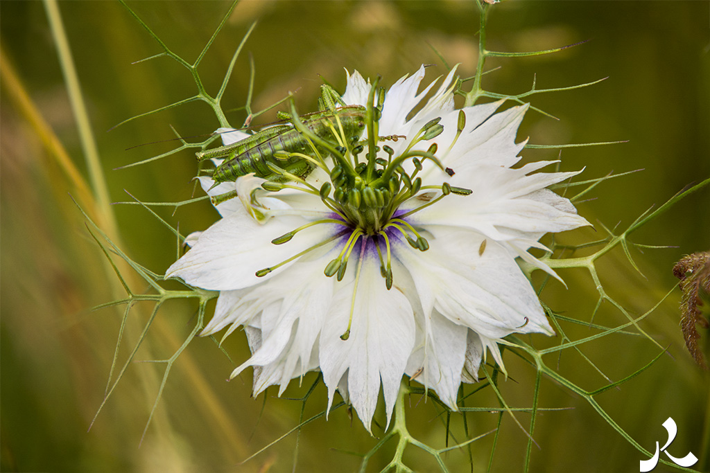 Courrire = courir + rire