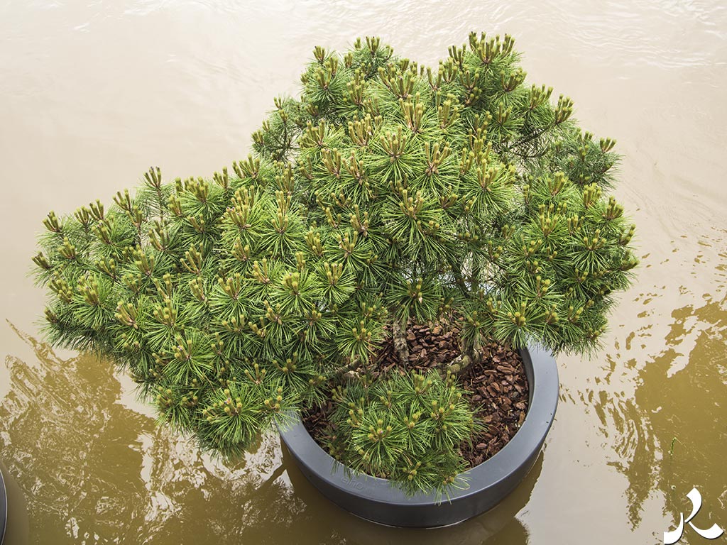 Des images et des maux…