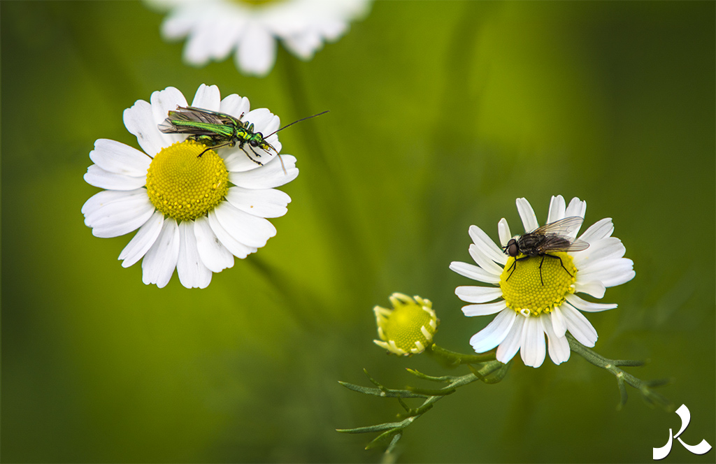 Courrire = courir + rire
