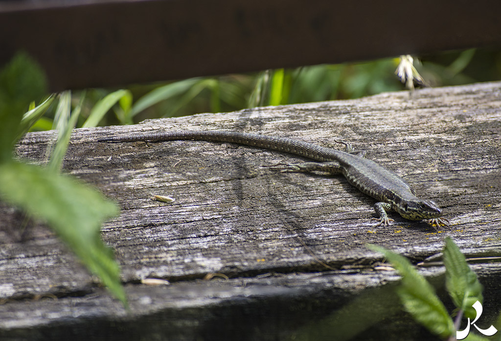 Des images et des maux…